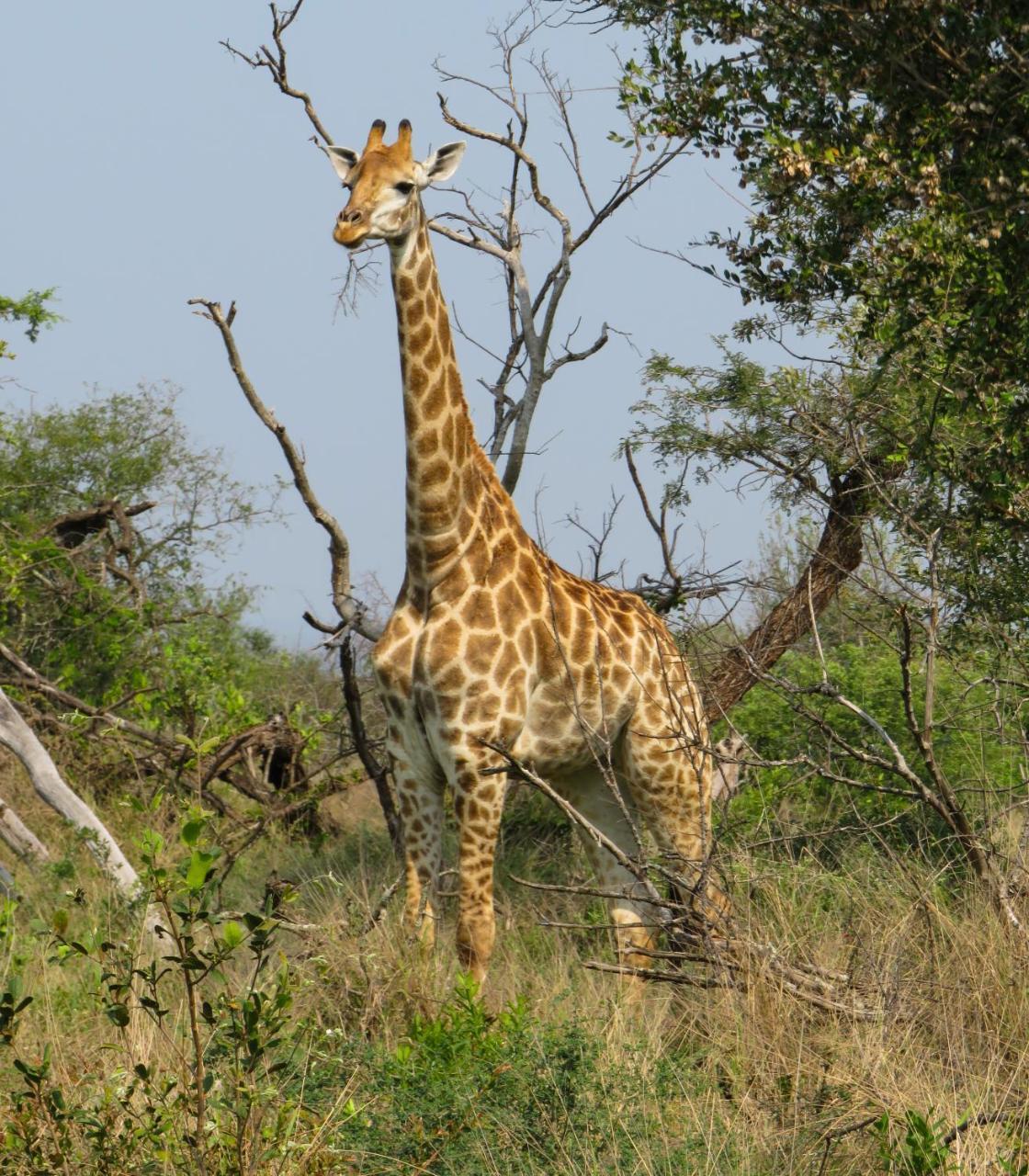 Umkhumbi Lodge Hluhluwe Exteriör bild